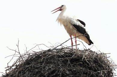 Ein Weißstorch steht in seinem Horst oder Nest. Foto: C. Schneider