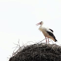 Ein Weißstorch steht in seinem Horst oder Nest. Foto: C. Schneider