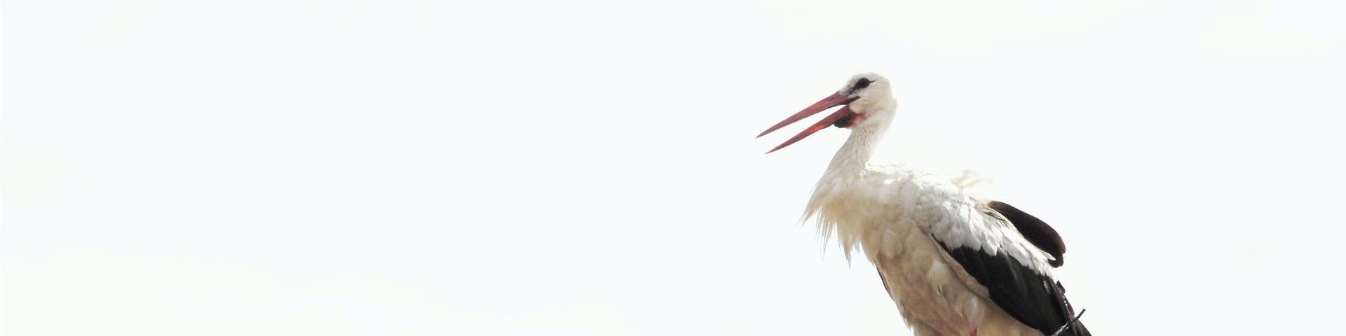 Ein Weißstorch steht in seinem Horst oder Nest. Foto: C. Schneider