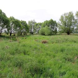 Blick über ein verlandetes Kleingewässer, das von Weiden umgeben ist.