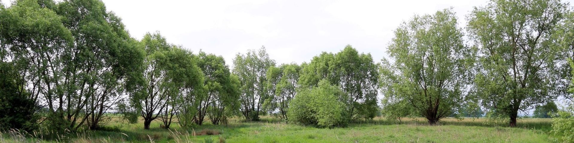 Blick über ein verlandetes Kleingewässer, das von Weiden umgeben ist.