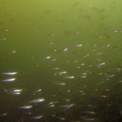 Das Foto zeigt junge Fische im Wasser eines Altarmes der Spree.