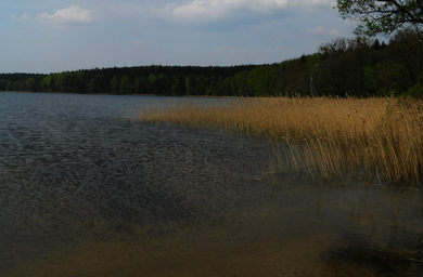Man blickt von einer Stelle am Ufer des Sees, direkt am Wasser, nach rechts. Man schaut das Ufer entlang, welches von Wald umgeben ist. Mittig rechts im Bild befindet sich eine große Schilffläche.