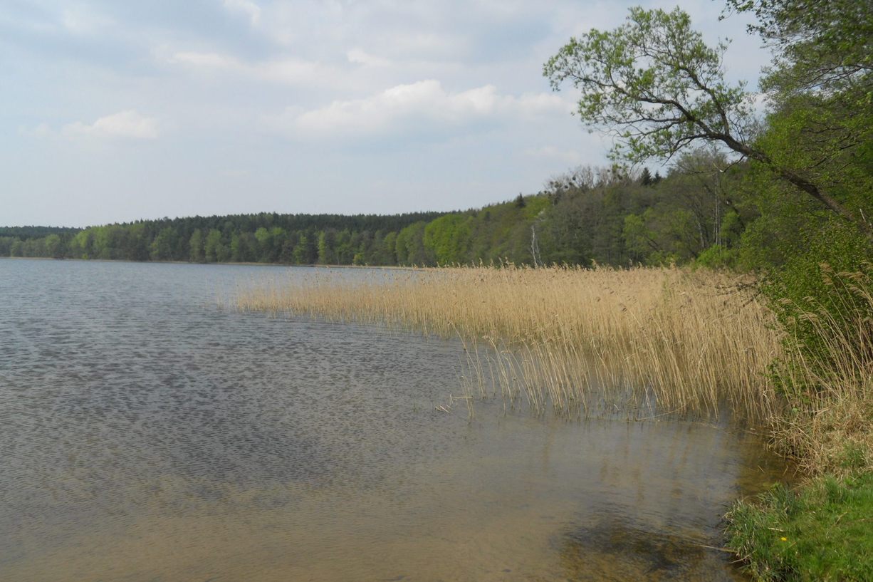 Man blickt von einer Stelle am Ufer des Sees, direkt am Wasser, nach rechts. Man schaut das Ufer entlang, welches von Wald umgeben ist. Mittig rechts im Bild befindet sich eine große Schilffläche.