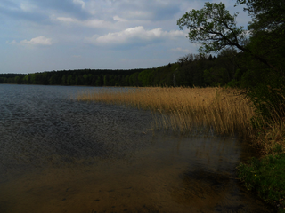 Man blickt von einer Stelle am Ufer des Sees, direkt am Wasser, nach rechts. Man schaut das Ufer entlang, welches von Wald umgeben ist. Mittig rechts im Bild befindet sich eine große Schilffläche.