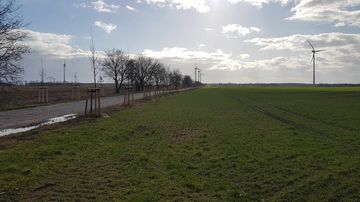Über eine Wiese hinweg geht der Blick auf die Reihe neu gepflanzter Alleebäume.