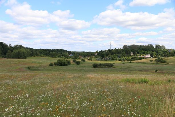 Das Foto zeigt den Blick auf die mit Wildblumen bewachsene Ackerfläche.