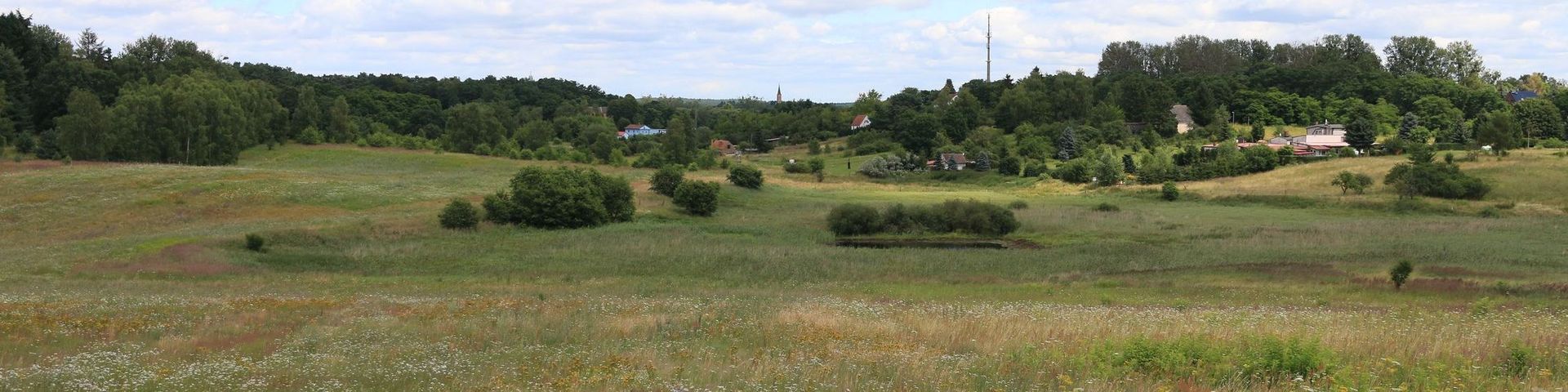 Das Foto zeigt den Blick auf die mit Wildblumen bewachsene Ackerfläche.