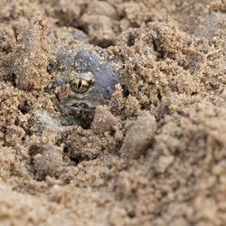 Von einer in feuchtem Sand eingegrabenen Kröte sind nur Auge und Kopf zu sehen.