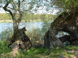 Das Foto zeigt einen Weidenbaum am Ufer der Elbe