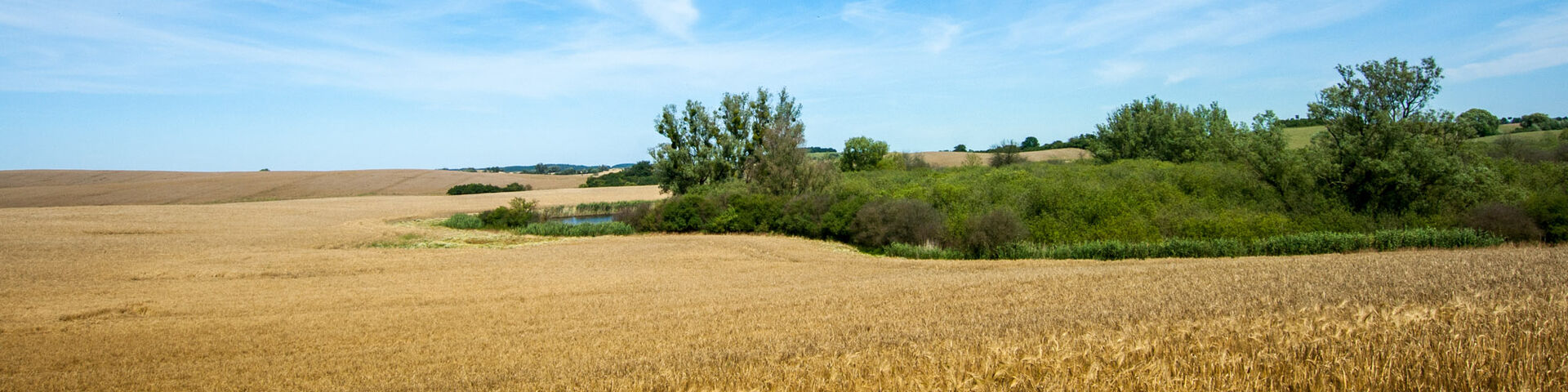 Blick über ein Getreidefeld auf eine Gehölzgruppe.