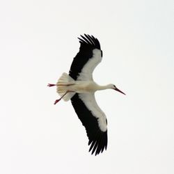 Das Foto zeigt einen Weißstorch im Flug. Gut zu erkennen sind die schwarzen Schwungfedern. 