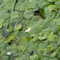 Aufsicht auf die Blätter des Froschbiss. 