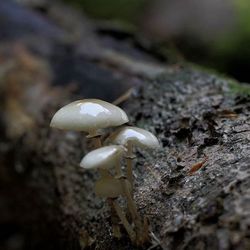 An einem abgestorbenen Buchenstamm wächst ein kleiner, weiß glänzender Pilz.