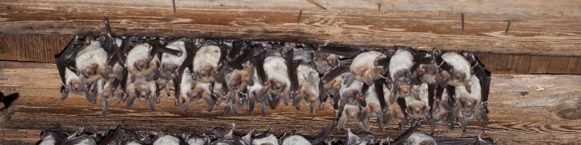 In einer Wochenstube des Großen Mausohres hängen viele Tiere an einer Balkendecke (Foto: Dietmar Nill)