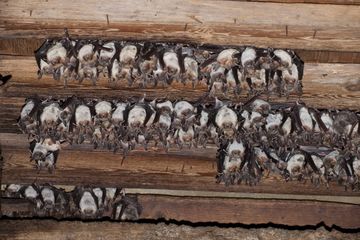 In einer Wochenstube des Großen Mausohres hängen viele Tiere an einer Balkendecke (Foto: Dietmar Nill)