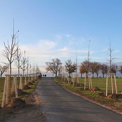 Das Foto zeigt eine Straße. Am Rand stehen vorn im Bild neu gepflanzte Bäume, im Hintergrund sind alte Alleebäume zu sehen.