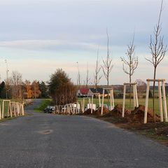 Am Rand der schmalen Straße stehen nun links und rechts Bäume. 