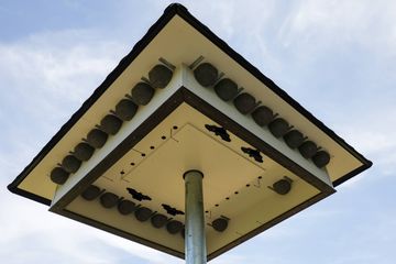 Unter dem Dach des Schwalbenturms sieht man die Nester gut.