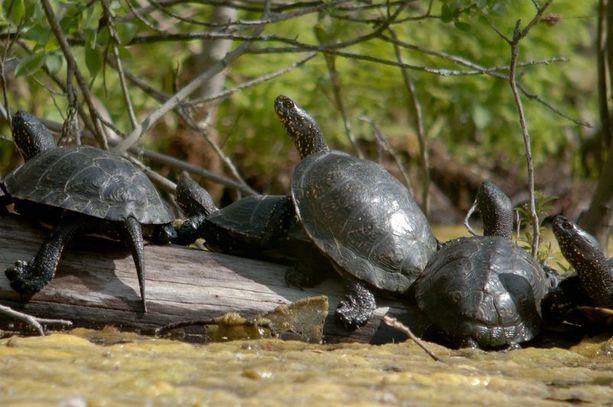 Sumpfschildkröten beim Sonnenbaden am Ufer eines Gewässers.