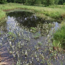Nahaufnahme einer kleinen Wasserfläche, in der sich typische Pflanzen erhalten haben. 
