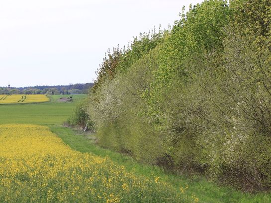 In der rechten Bildhälfte ist eine hohe Hecke aus verschiedenen Gehölzen zu sehen.