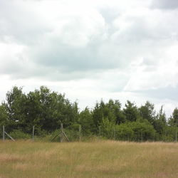 Das Foto zeigt eine gewachsene Hecke mit verschiedenen Gehölzen.