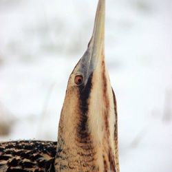 Eine Rohrdommel streckt ihren Hals und Kopf senkrecht nach oben. Auch die Färbung des Gefieders unterstützt die Tarnung.