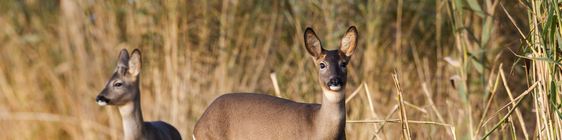 Rehe stehen im Wasser