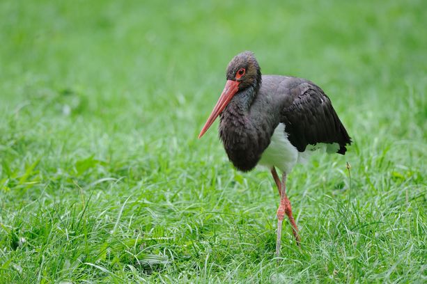 Ein Schwarzstorch auf einer Wiese. Schwarzstörche sind sehr selten.