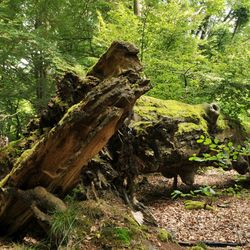 Das Bild zeigt einen abgebrochenen Baumstamm, der halb auf dem Waldboden liegt.