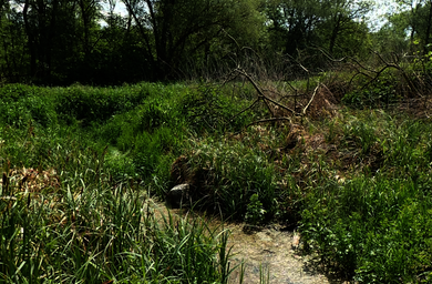 Richtung links unten zieht sich ein kleiner Bach durchs Bild, umgeben von saftgrünen, hohen Gräsern und anderen Gewächsen am Ufer. Im Hintergrund stehen einige Laubbäume und Büsche dicht beeinander.
